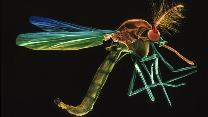 Elektronenmikroskopaufnahme einer Stechmücke aus der Gattung der Anopheles, welche Malaria übertragen