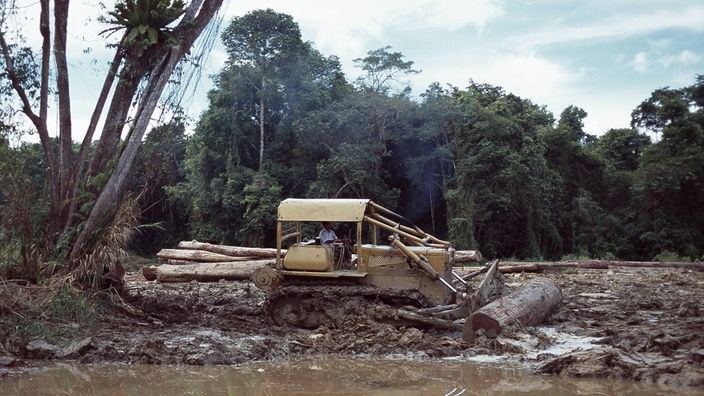 Regenwaldabholzung in Indonesien, Borneo.
