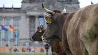 Das Beitragsbild des Dok5 "Die Kuh. Parlament der Dinge" zeigt eine Herde Milchkühe im Regierungsviertel auf der Wiese vor dem Reichstag in Berlin.