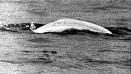 Sensation am Rhein: Der weiße Beluga-Wal, der zuerst am 18. Mai 1966 bei Stromkilometer 778,5 in Höhe von Duisburg-Neuenkamp gesichtet wurde.