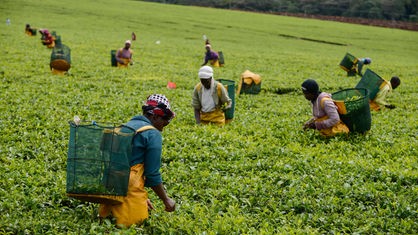 Frauen pflücken auf einer Plantage in Kenia Teeblätter. 