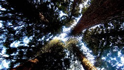 Kostenlose Ausflugsziele in NRW: Auf der Sequoiafarm Kaldenkirchen können Mammutbäume bewundert werden.