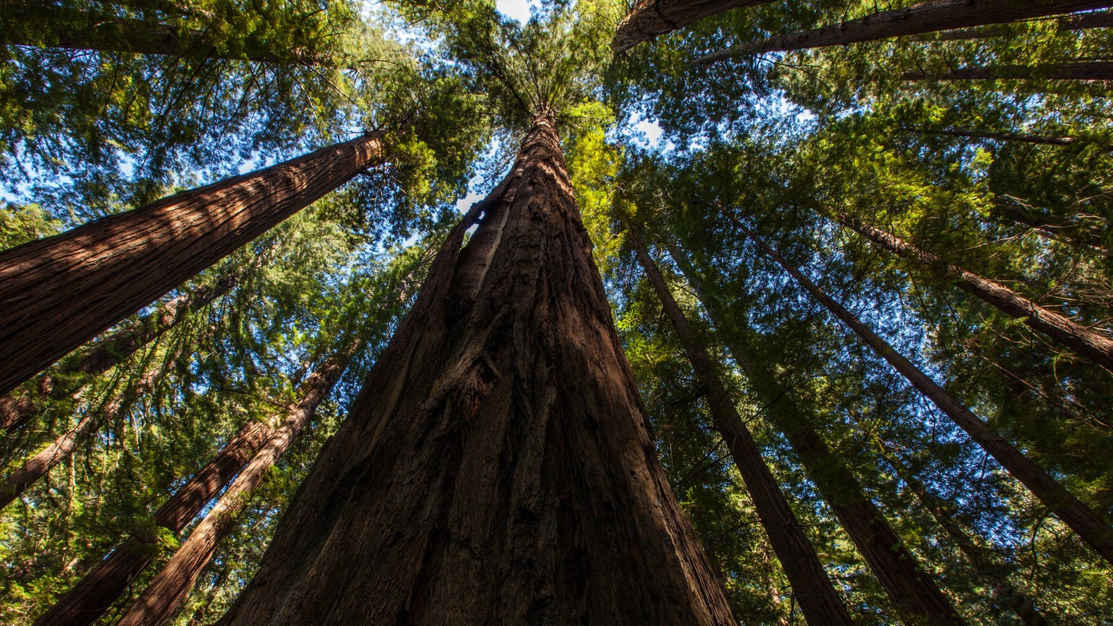 Bäume Kalifornischer Urwald Pflanzen Natur