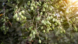 Oliven an einem Olivenbaum auf Kreta, Griechenland