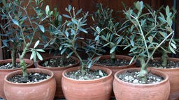 Mehrere Töpfe mit Olivenbäume