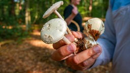 Eine Hand hält frisch gepflückte Pilze im Wald