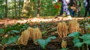 Pilze auf Waldboden, im Hintergund Spaziergänger