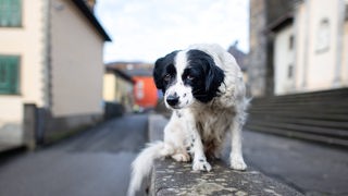 Ein leicht ungepflegter Hund sind auf einer einer Mauer auf einer Straße und schaut ganz betrübt in die Kamera.