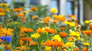 Naturwiese bunten Wildblumen auf einem Stadtgrundstück