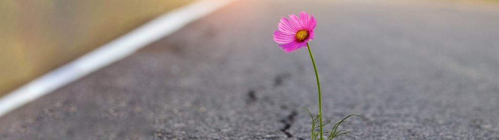 einzelne Blume wächst aus Asphalt auf der Straße