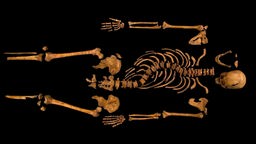 Die Gebeinde von Richard III. die im 2012 auf einem Parkpaltz ausgegraben worden sind