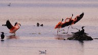 Flamingos und Kormorane im Zwillbrocker Venn
