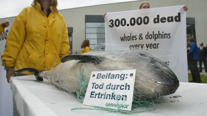 Ein kleiner Wal liegt tot in einem Netz auf einem Tisch. Greenpeace-Mitarbeiter protestieren gegen illegalen Beifang.