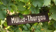 Namensschild "Müller-Thurgau" zwischen Weinreben