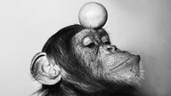 Undatiertes Foto des Schimpansen Petermann mit Apfel auf dem Kopf