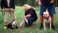Kampfhundehalter üben mit Tieren für Hundeführerschein