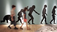 Plakatwand mit Evolutionsverlauf zum Homo Sapiens