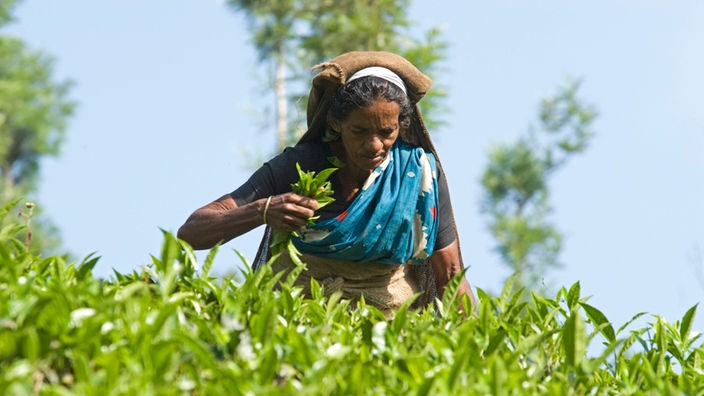 Tee aus Indien kommt erstmals in den Handel