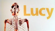 Entdeckung des Skeletts "Lucy" in Äthiopien (3,2 Mio. Jahre alt)