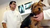 In einer Tierarztpraxis in Fürstenwalde (Brandenburg) untersucht der Tierarzt Hassan Tatari einen Hund (Aufnahme von 2004)