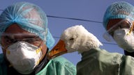 Nach dem Auftauchen eines Falles von Vogelgrippe in Rumänien wird dort das Geflügel geschlachtet und vernichtet, hier in Bukarest am 14.10.2005