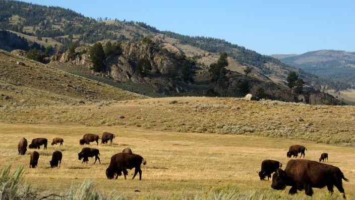 Eine grasende Bisonherde im Lamar Valley des Yellowstone-Nationalparks (Aufnahme von 2016)