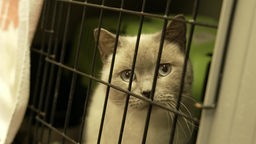 Das Bild zeigt eine Katze hinter einem Gitter