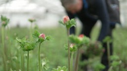 Das Bild zeigt Bio-Schnittblumen, die geerntet werden. 