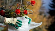 Gärtner wickelt Folie um eine Rosenstaude