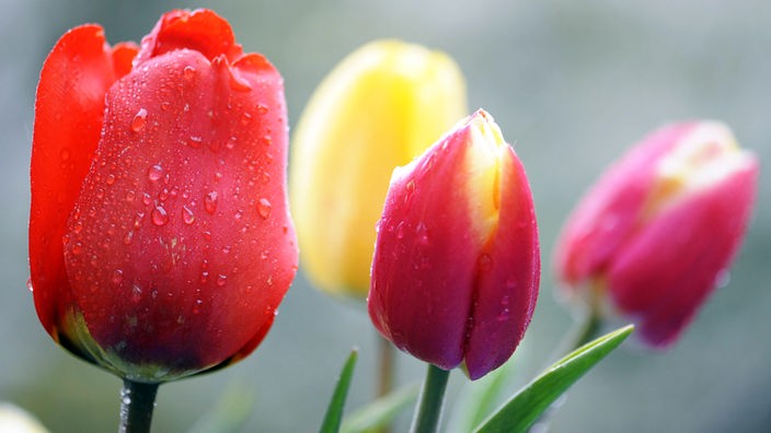 Blumentipps aus Holland - Tulpen