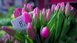 Das Bild zeigt pinke Tulpen an einem Verkaufsstand.