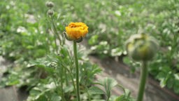 Das Bild zeigt eine gelbe Blume im Freiem.