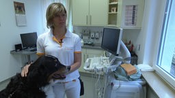 Tierärztin streichelt Hund in einem Behandlungszimmer.