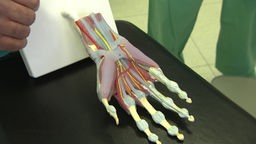 Das Bild zeigt ein Modell einer Hand.
