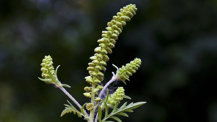 Eine Detailaufnahme des Pollenstandes einer Beifuß- Ambrosie-Pflanze (Ambrosia artemisiifolia)