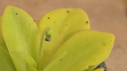 Eine Zimmerpflanze, die mit kleinen Insekten befallen ist