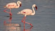 Zwei Flamingos stehen im Wasser jeweils auf einem Bein