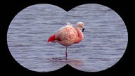 Ein Flamingo in Fernglasansicht