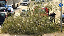 Ein Baum ist am 28.10.2013 in Mönchengladbach (Nordrhein-Westfalen) auf eine Strasse gestürzt.