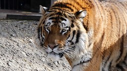 Tiger Altai im Kölner Zoo 