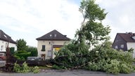 Ein Baum liegt am 10.06.2014 in Gelsenkirchen (Nordrhein-Westfalen) nach einem Unwetter entwurzelt an einer Straße