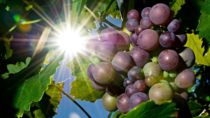 Die Sonne scheint hinter langsam reifenden Weintrauben