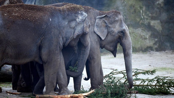 Elefanten fressen im Zoo in Köln  einen Weihnachtsbaum