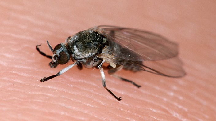 Gnitze, Kriebelmücke auf menschlicher Haut
