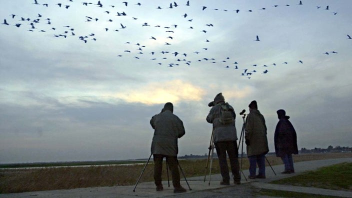 Vogelkundler beobachten Vogelschwarm