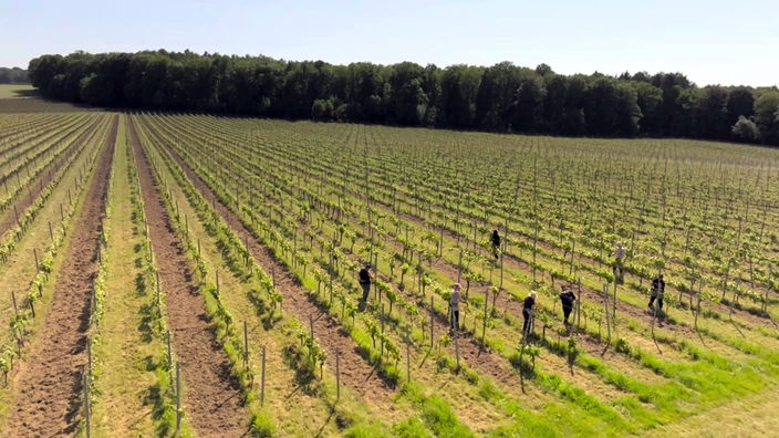 Mehrere Personen bearbeiten auf einer großen Ackerfläche die Weinstöcke