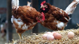 Das Bild zeigt zwei Hühner auf einem Strohballen.
