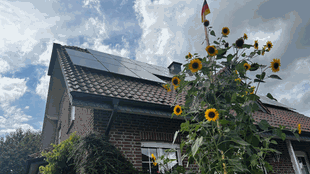 Die Sonneblume trägt als Spitze eine Deutschlandflagge