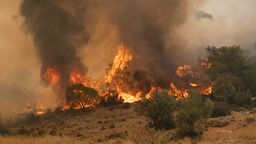 Brennende Bäume in Nea Zoi in Nea Peramos, einem Ort in der Nähe von Megara, Griechenland, 19.07.2023. 