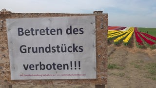 Ein Schild mit der Aufschrift "Betreten des Grundstücks verboten". Im Hintergrund ist das Tulpenfeld zu sehen.